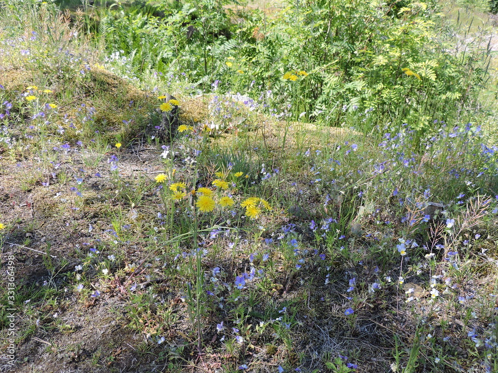Yellow and purple flowers on the meadow Yellow and purple flowers on the meadow