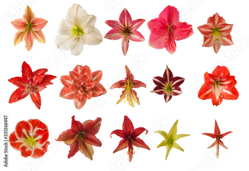 Set of  flowers of hippeastrum (amaryllis) on a white background. photo