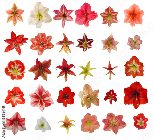 Set of  flowers of hippeastrum (amaryllis) on a white background. photo