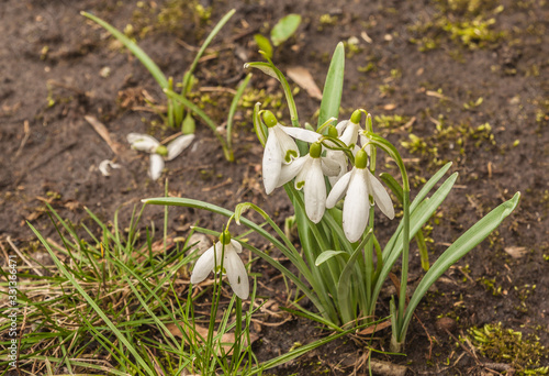 Bloom white Galanthus (snowdrops) in spring day