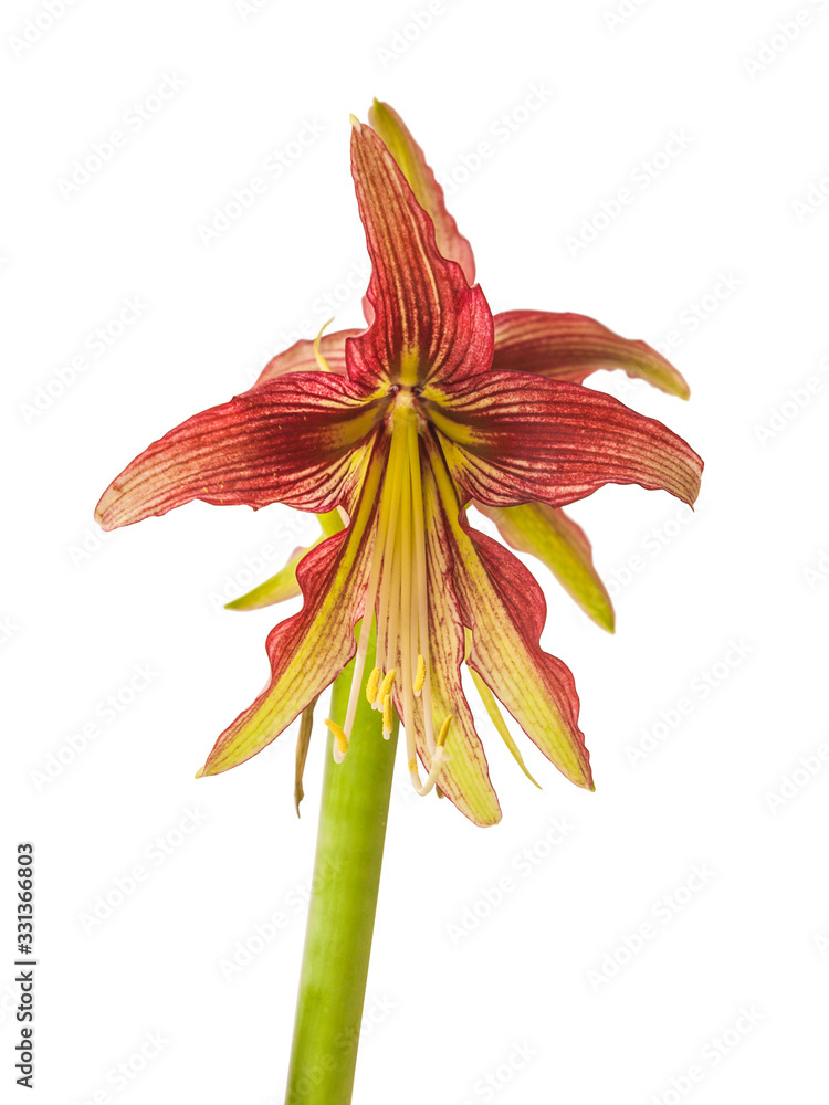 Hippeastrum (amarillis) green and red  Butterfly group 