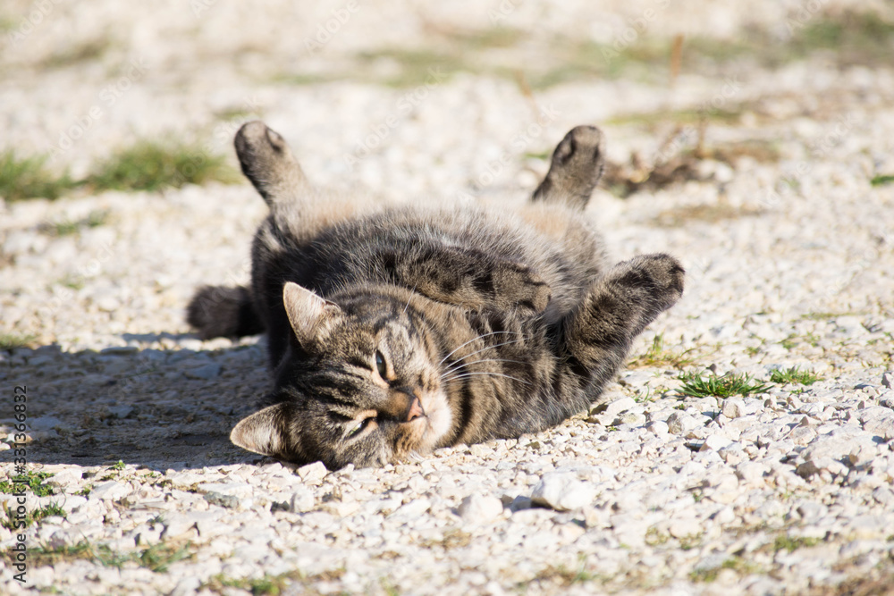 Fototapeta premium chat marron et noir