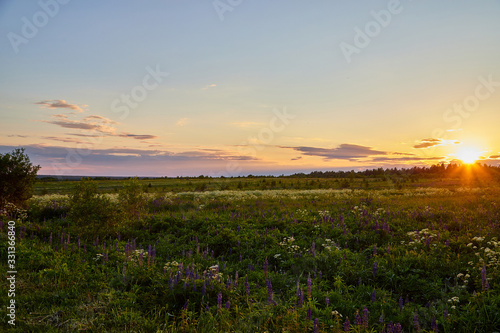 Countryside landscape with a meadow full of flowers, field and sun on the horizon in the evening during sunset