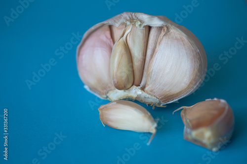 Half of garlic bulb isolated on bright blue background. Close up of seasonal vegetable. Fresh organic healthy food. Spicy culinary ingredient. Harvesting background