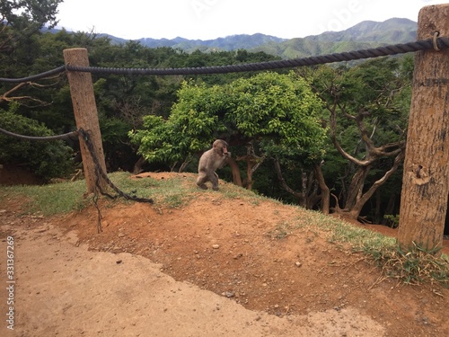 Baby Monkey