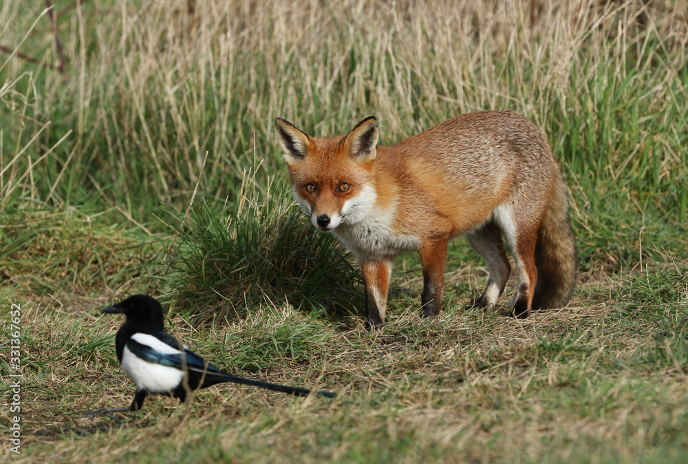 A magnificent hunting wild Red Fox, Vulpes vulpes, standing in a meadow watching a Magpie. A magnificent hunting wild Red Fox, Vulpes vulpes, standing in a meadow watching a Magpie.