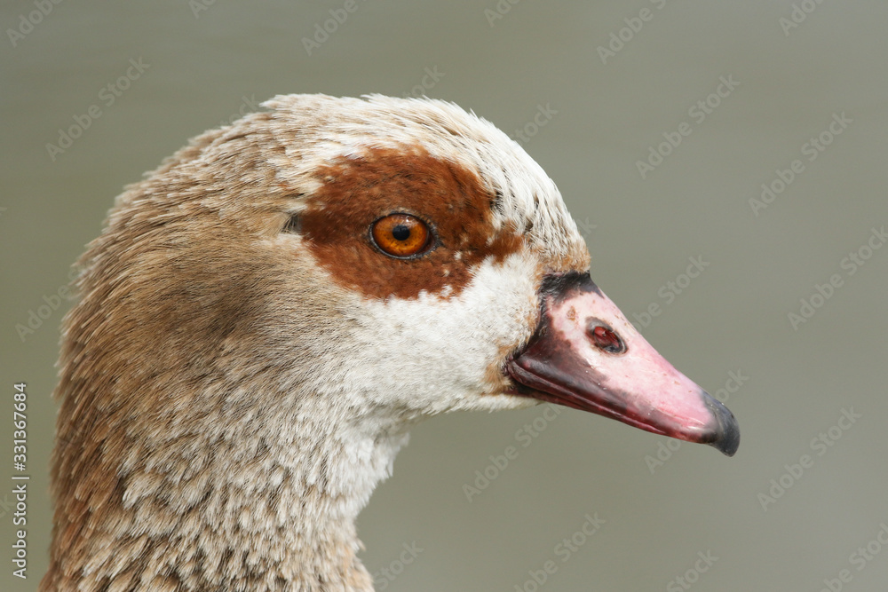 A head shot of a beautiful Egyptian Goose, Alopochen aegyptiaca, standing on the bank of a lake. A head shot of a beautiful Egyptian Goose, Alopochen aegyptiaca, standing on the bank of a lake.