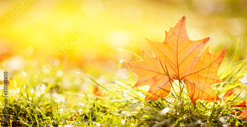 Colorful autumn leaves yellow fall, sun background. Concept Change of season