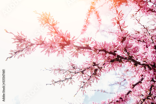 Blooming pink trees against background of sunlight and blue sky. Spring texture concept