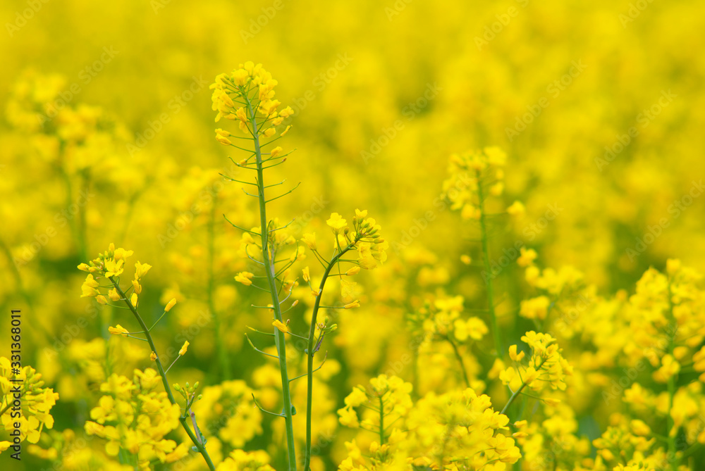 Oilseed rape Oilseed rape