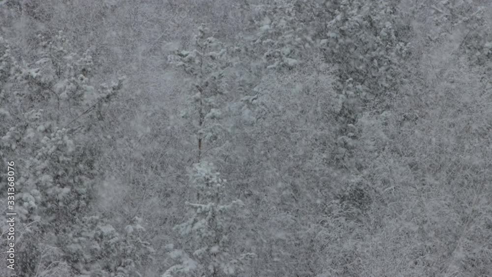 Beautiful snowfall in winter forest Beautiful snowfall in winter forest
