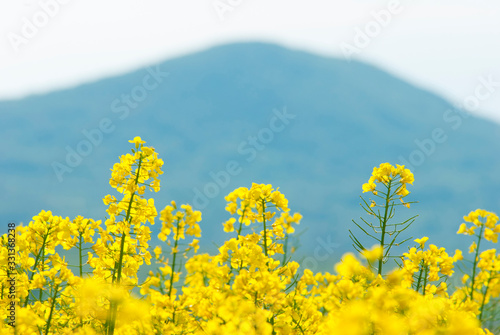 Oilseed rape