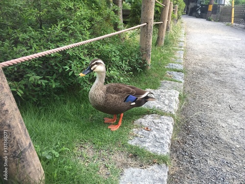 Duck in Japan
