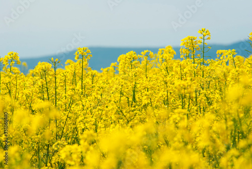 Foto Oilseed rape