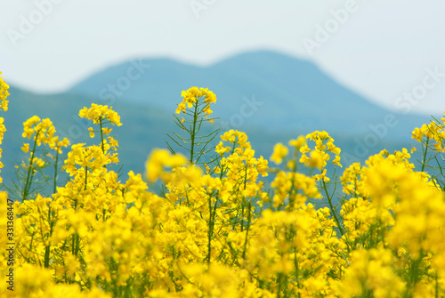 Oilseed rape