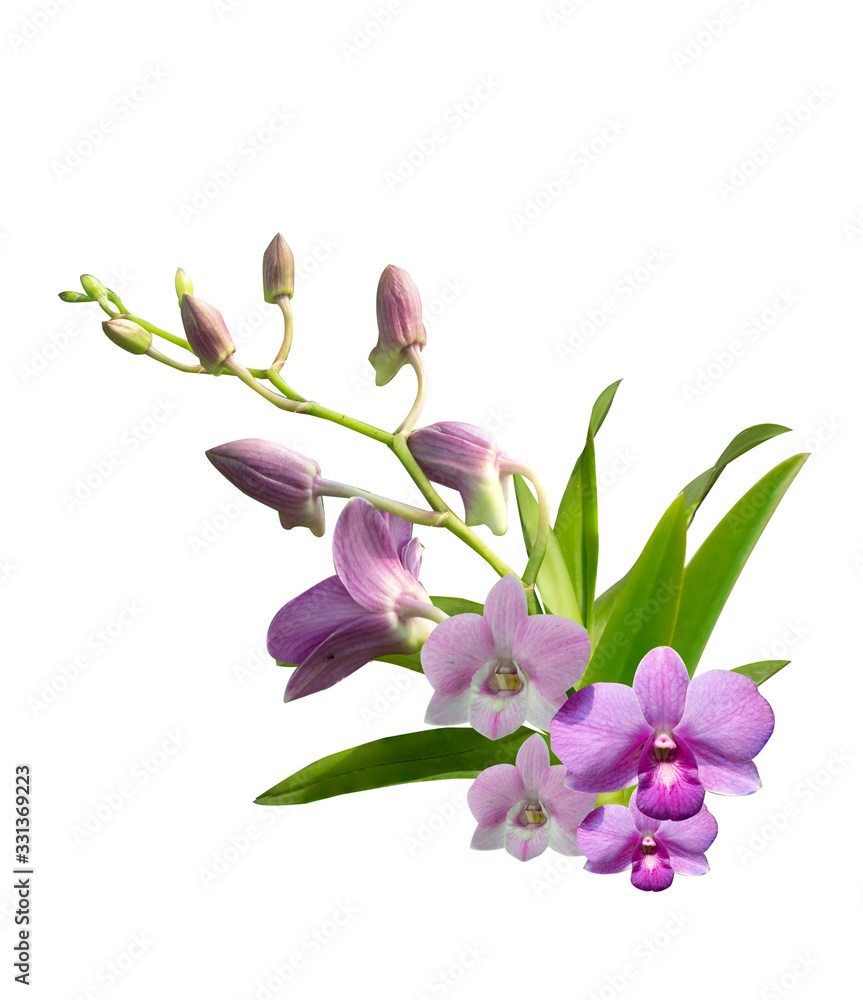 Fototapeta premium Beautiful orchid flower with isolated on white background and natural background. 