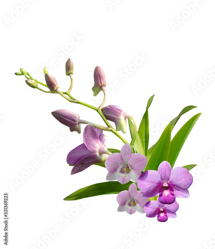 Beautiful orchid flower with isolated on white background and natural background. 
