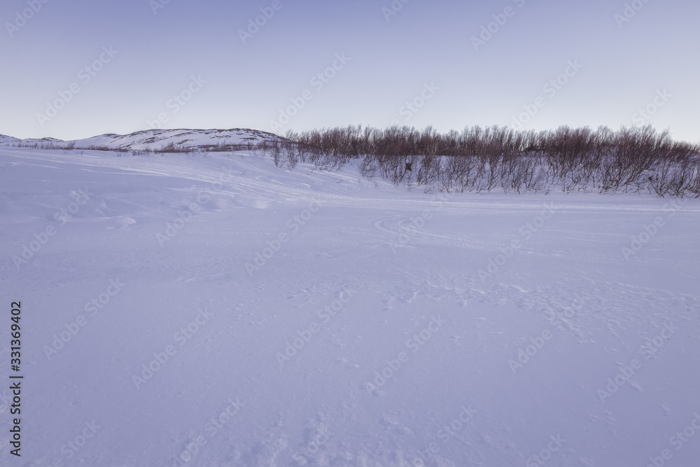 Dwarf birches in the tundra. Snow-covered tundra, Barents sea coast, the Kola Peninsula, Teriberka, Russia