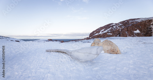 The remains of a whale. Rocky coast of the Kola Peninsula, Barents sea, Arctic ocean