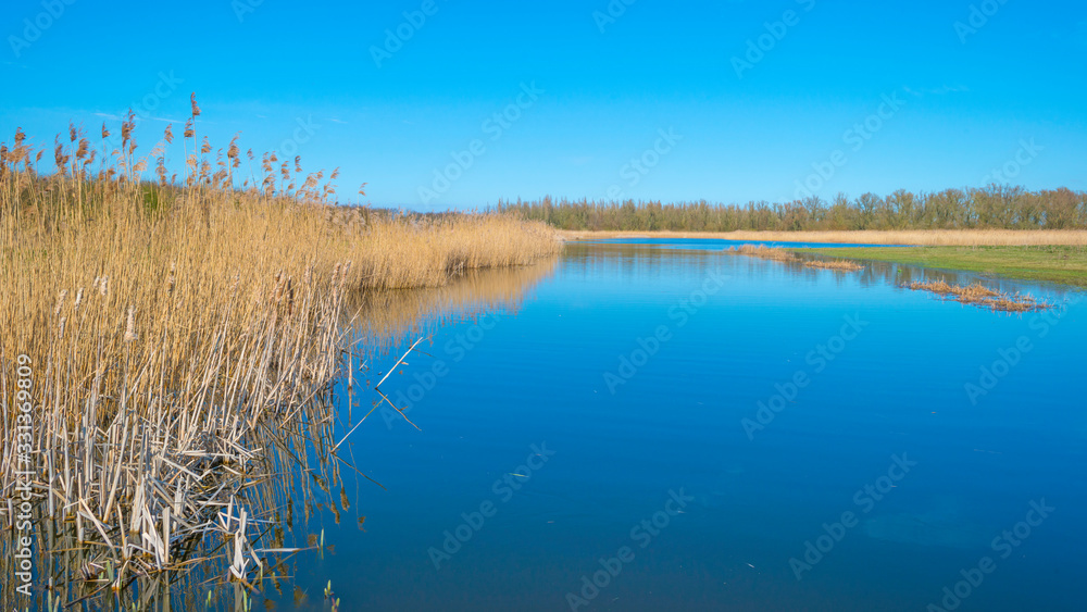 Reed along the edge of a lake in a natural park below a blue cloudy sky in sunlight in winter Reed along the edge of a lake in a natural park below a blue cloudy sky in sunlight in winter