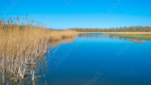 Fototapeta Naklejka Na Ścianę i Meble -  Reed along the edge of a lake in a natural park below a blue cloudy sky in sunlight in winter
