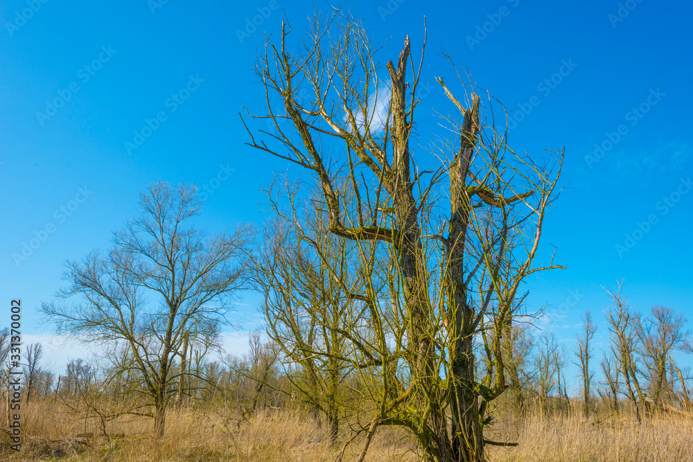 Obraz premium Forest in wetland with deciduous trees below a blue sky in sunlight in winter