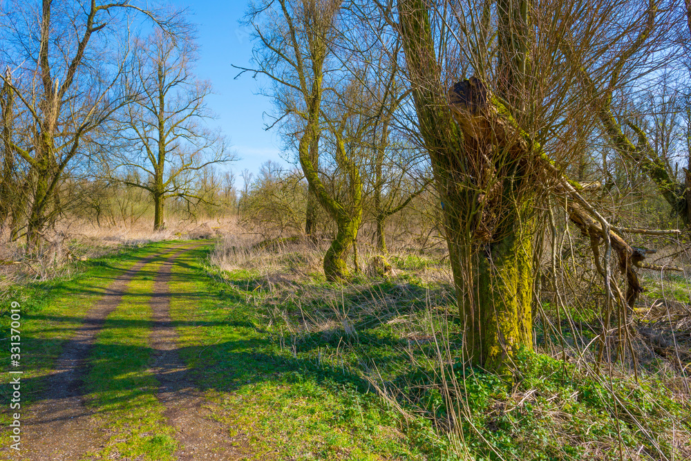 Forest in wetland with deciduous trees below a blue sky in sunlight in winter