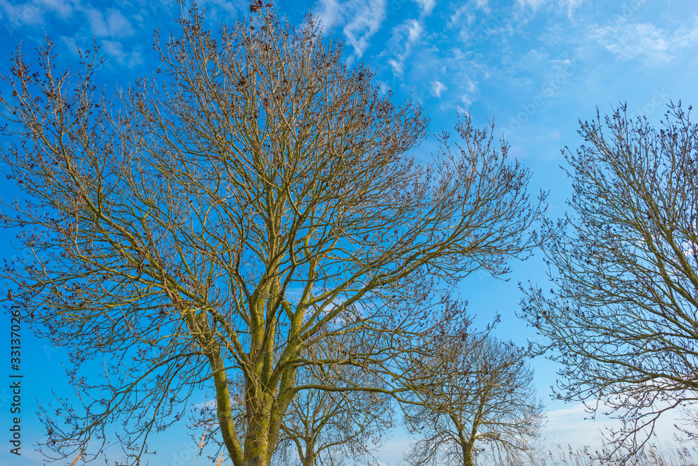 Canopy of bare deciduous trees below a blue cloudy sky in sunlight in winter Canopy of bare deciduous trees below a blue cloudy sky in sunlight in winter