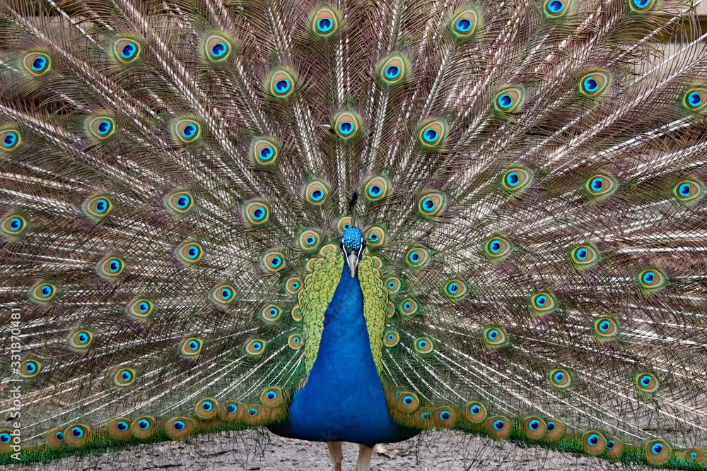 Naklejka premium Pfau