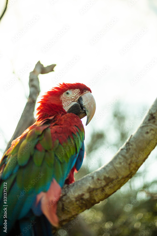 Obraz premium オウム