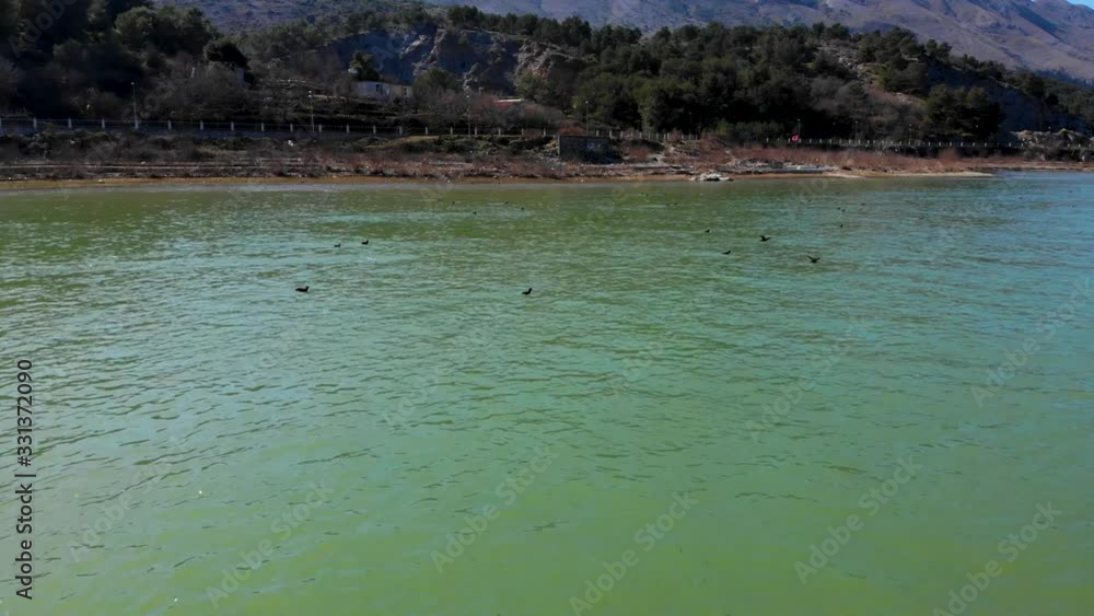 Wild ducks swim on river stream and fly alongside banks with dry grass and pine trees around mountain lake in Shkodra
