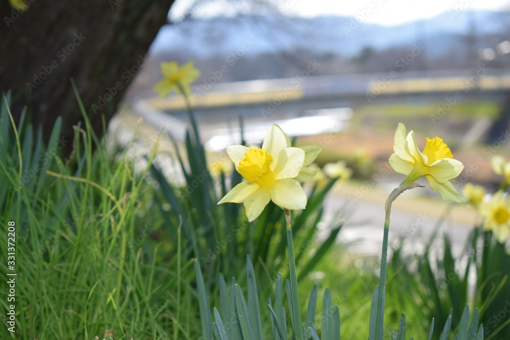 Obraz premium 3月の花15
