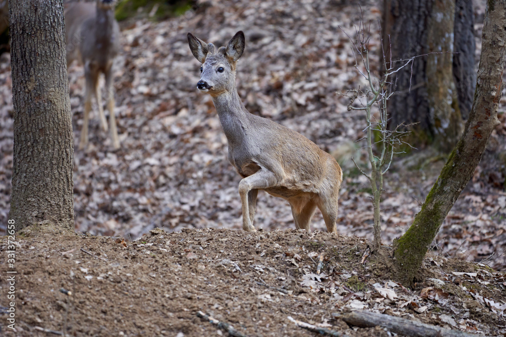 Obraz premium Roebuck in the forest
