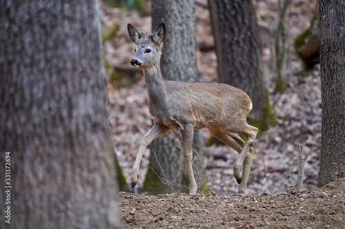 Roebuck in the forest © Xalanx