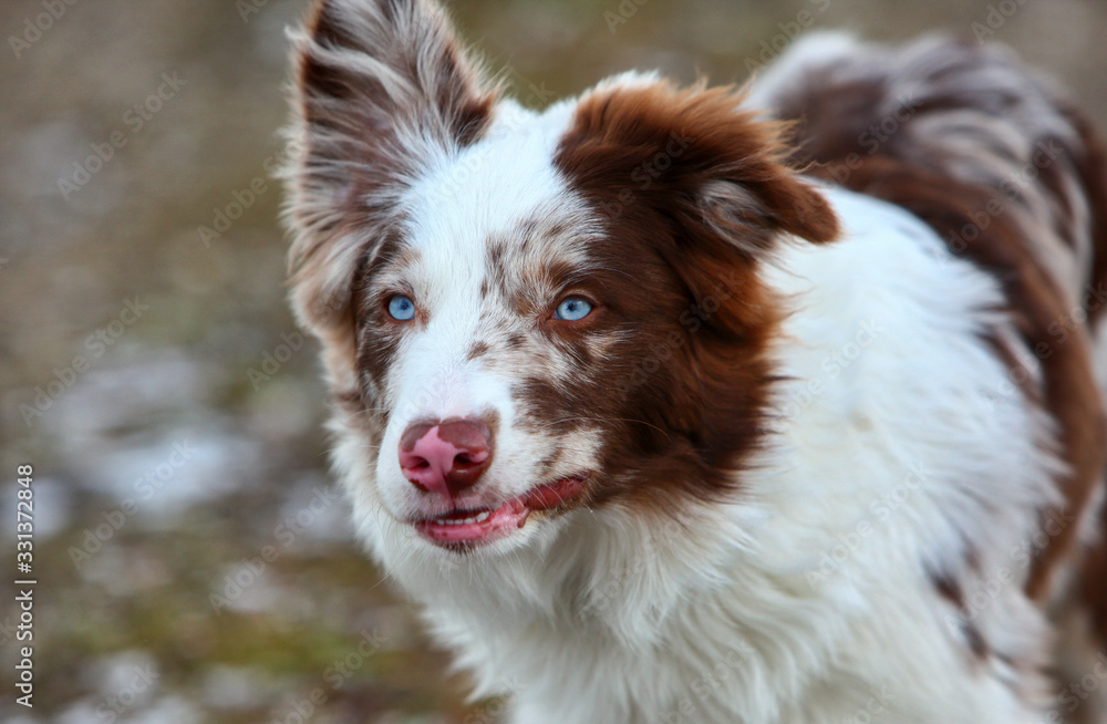 Cut male bordercollie dog with chocolate merle fur and blue eyes is running outdoors in the snow