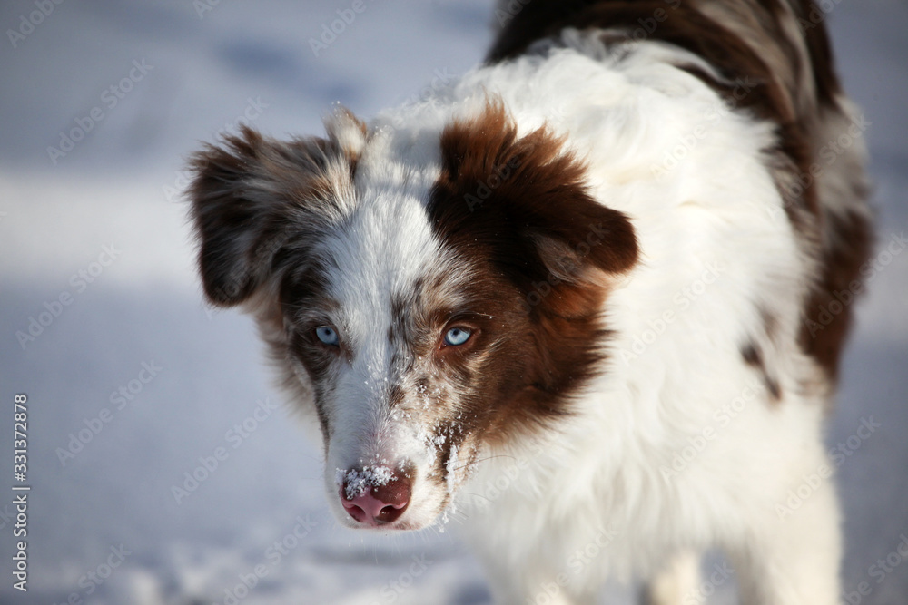 Beautiful male bordercollie dog with chocolate merle fur and blue eyes is running outdoors in the snow