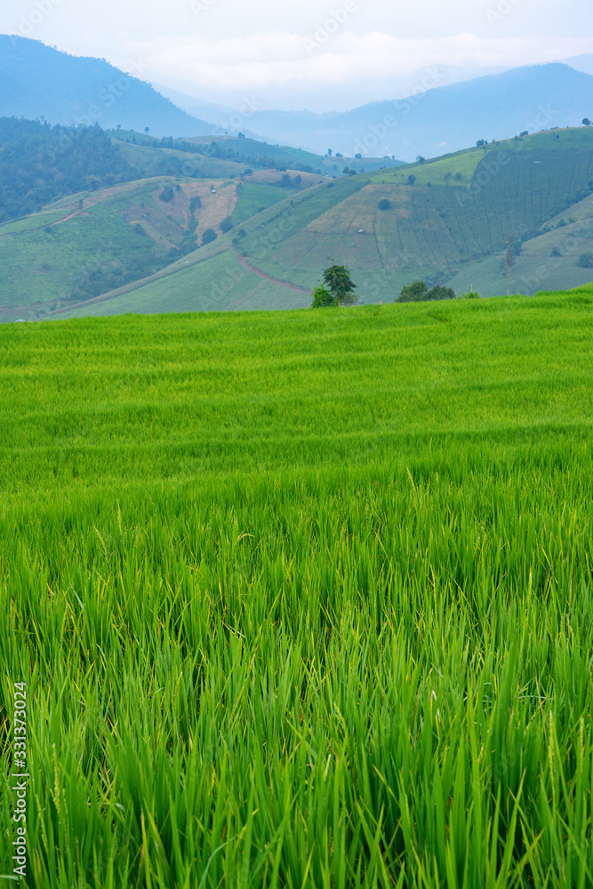 Rice paddy in green field with mountains and sky background