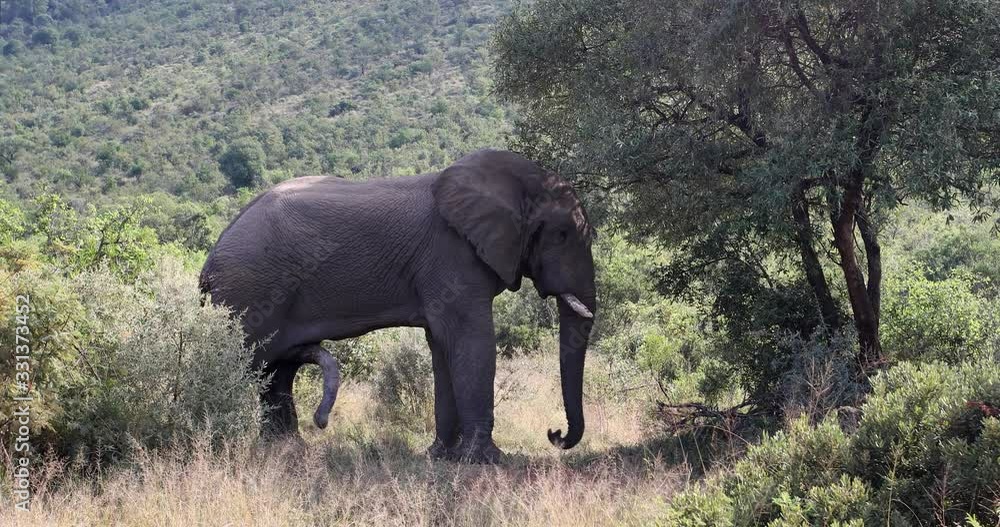 Majestic wild African Elephant ready for mating in Pilanesberg Game reserve. South Africa wildlife safari. Majestic wild African Elephant ready for mating in Pilanesberg Game reserve. South Africa wildlife safari.