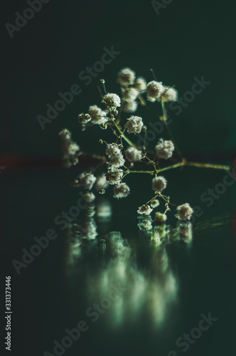 reflection in the water of beautiful white flowers