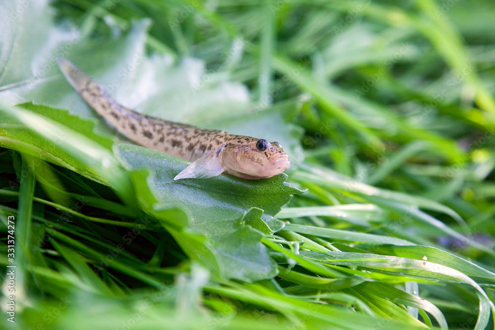 Fototapeta premium Close up view of freshwater bullhead fish or round goby fish just taken from the water on big green leaf..