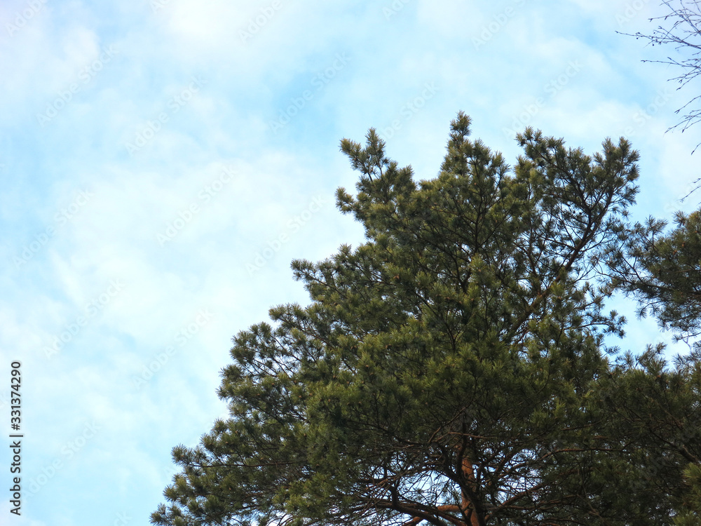 the top of fluffy pines against the blue sky the top of fluffy pines against the blue sky