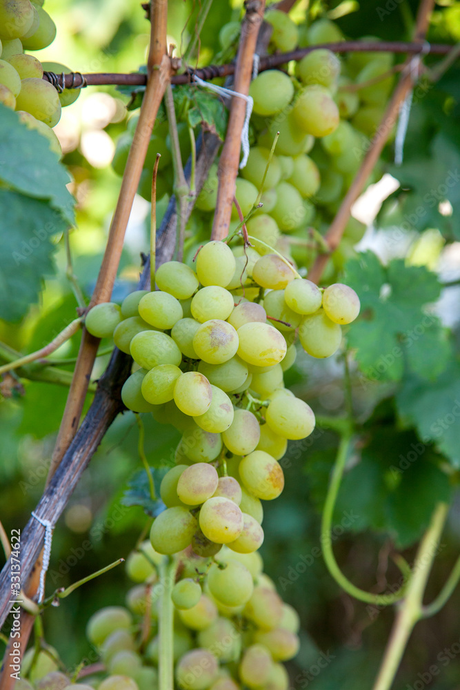 Bunch of green grapes in the garden