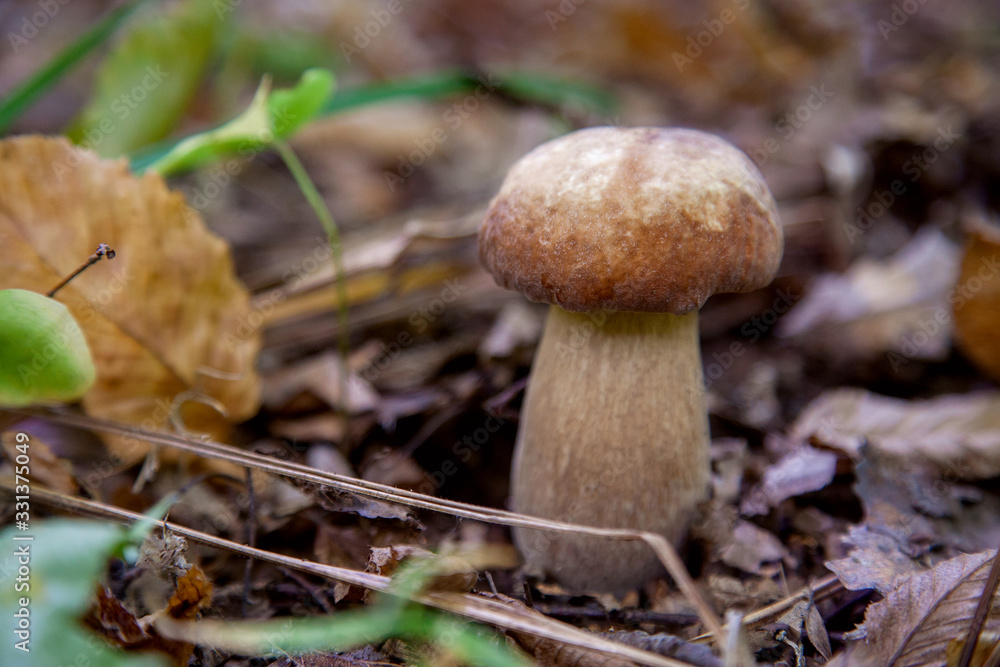 Single Boletus mushroom in the wild. Porcini mushroom grows on the forest floor at autumn season.. Single Boletus mushroom in the wild. Porcini mushroom grows on the forest floor at autumn season..