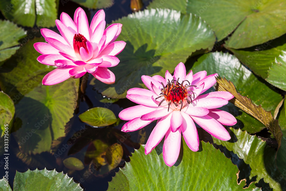 Beautiful pink lotus flower and green leaf in the pond, outdoor day light, nature concept background Beautiful pink lotus flower and green leaf in the pond, outdoor day light, nature concept background