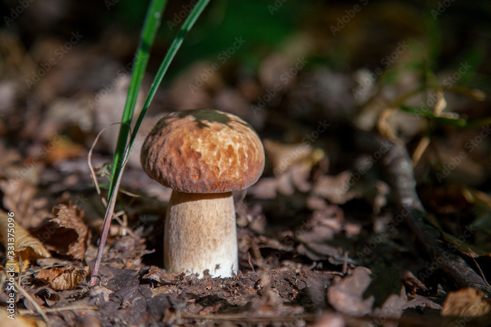 Single Boletus mushroom in the wild. Porcini mushroom grows on the forest floor at autumn season.. Single Boletus mushroom in the wild. Porcini mushroom grows on the forest floor at autumn season..