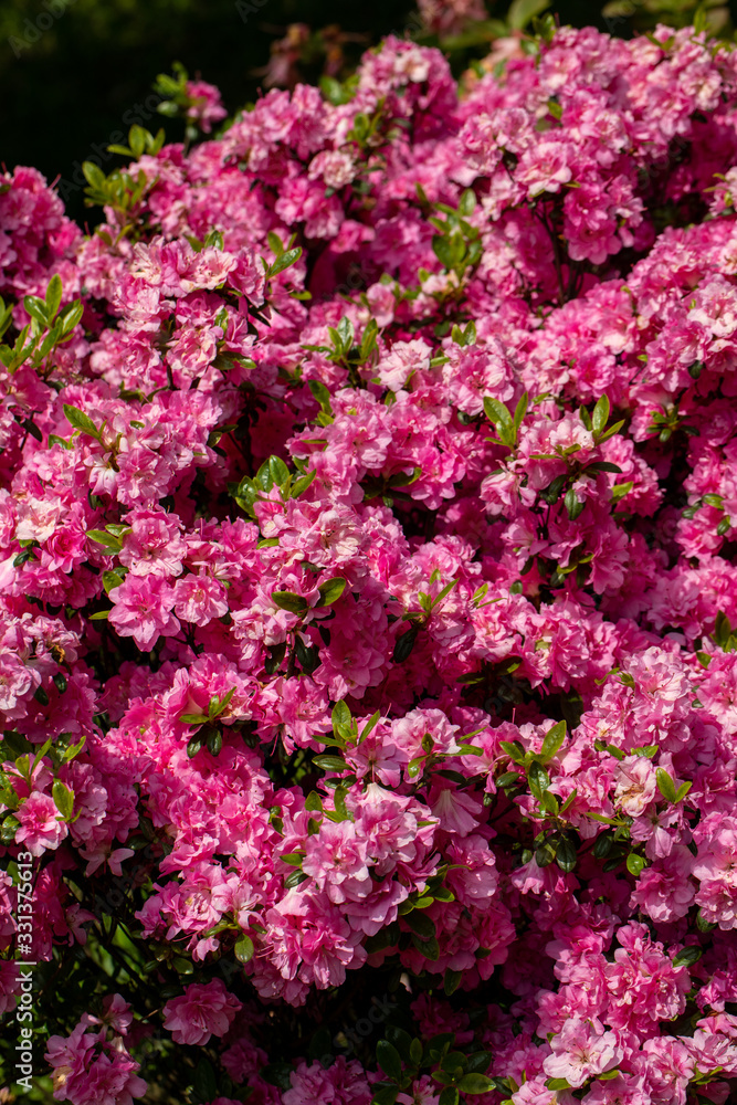 Pink Japanese Azalea on the branch in the garden Pink Japanese Azalea on the branch in the garden