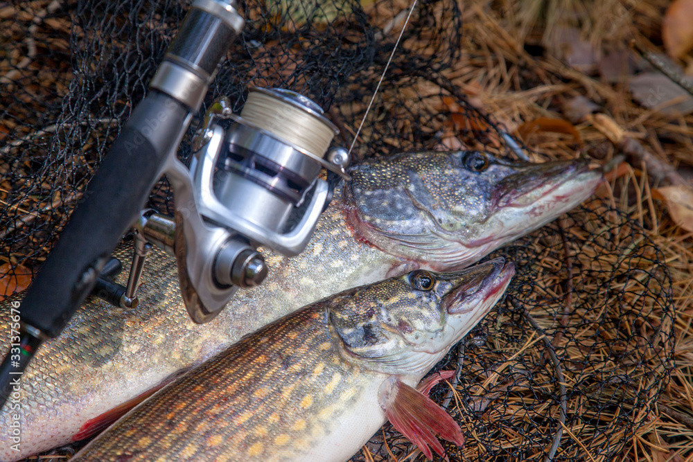 Freshwater pike fish. Two Freshwater pikes fish lies on keep net and fishing rod with reel..
