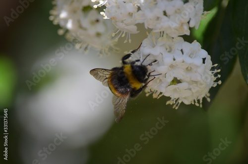 Bombus