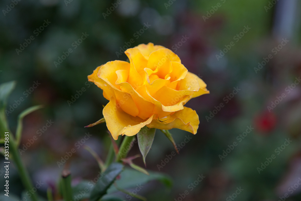 Beautiful rose bush growing in the garden. Beautiful rose bush growing in the garden.