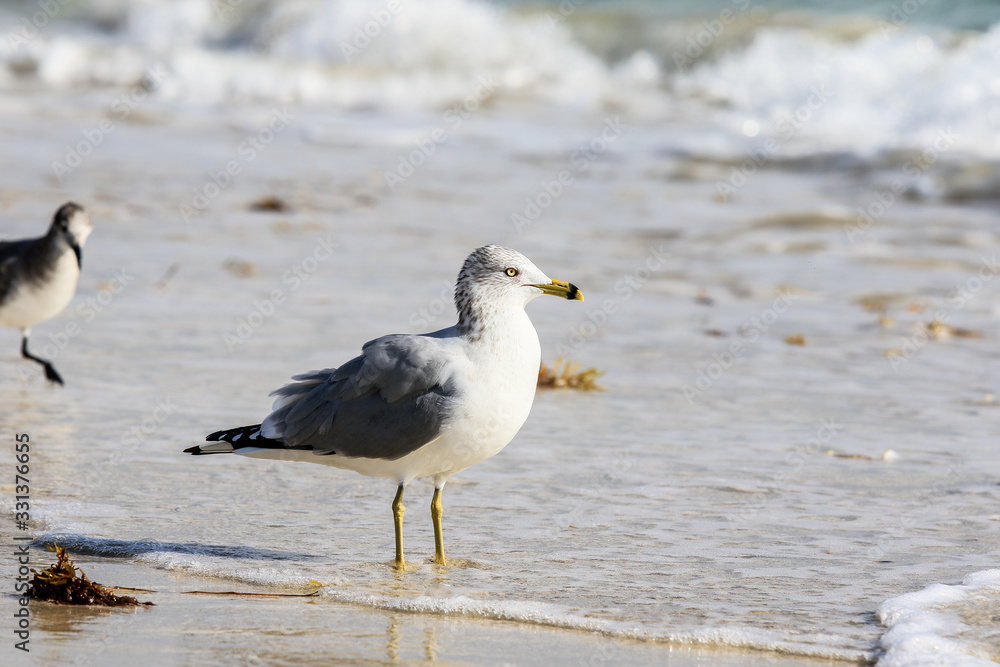 Seagulls on the sandy beach of the Miami, USA Seagulls on the sandy beach of the Miami, USA